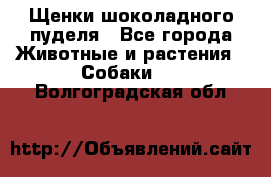 Щенки шоколадного пуделя - Все города Животные и растения » Собаки   . Волгоградская обл.